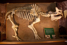 Brontothere Skeleton