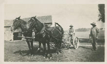 [Team of horses pulling farm machinery]
