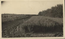 [Field at Melfort Research Farm]