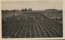 [Field and plow at Melfort Research Farm]