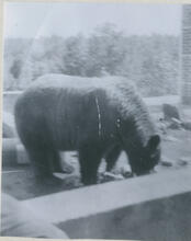Bear at garbage