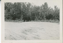 [Bear crossing road]