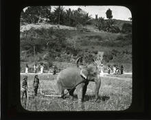 Plowing a paddy field, Ceylon