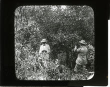 Bread-fruit trees near Port Limon, Costa Rica