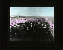 Grade Herefords in stockyards