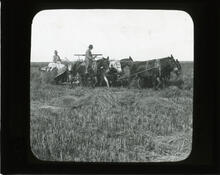 Harvester cutting rice, Texas