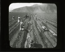 Irrigating plains and planting sugar cane, Santa Clara, Peru