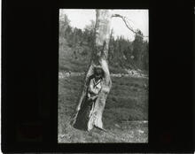 Tree near Mt. Assiniboine