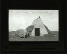 "A" type pig house