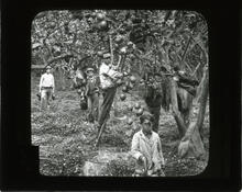 Picking lemons, Conca d'Oro, outside Palermo, Sicily