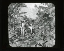 Cutting tobacco, Province of Havana, Cuba