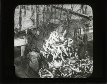 Brailing - taking salmon from the trap, Puget Sound, Wash.