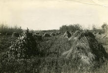 Corn and Wheat