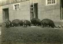 Pigs at Nepewa, Saskatchewan