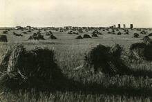 Wheat in Stacks, Tugaske in Distance