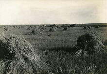 Cutting Wheat