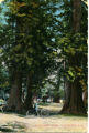 In Stanley Park, Vancouver, B.C.