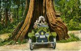 Cadillac Eight in Big Tree, Stanley Park, Circumference 65 ft. Vancouver, B.C.