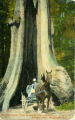 The Big Cedar Tree, 65 feet in circumference, Stanley Park, Vancouver, B.C.