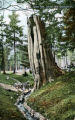 Totem Pole, Stanley Park, Vancouver, B.C.