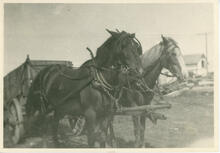 [Harnessed Team of Horses, Battleford district]