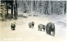 818. Black Bears
