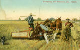Harvesting, near Edmonton, Alta., Canada