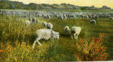 On a Sheep Ranch in Alberta, Canada