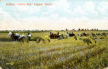 Reaping "Alberta Red," Calgary, Alberta
