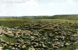 Flock of Sheep, Calgary, Alta.