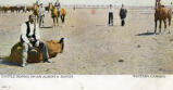 Cattle Roping on an Alberta Ranch Western Canada