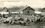 C.S. Co. 14 - Sheep Ranch in Alberta