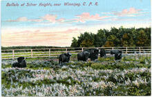 Buffalo at Silver Heights, near Winnipeg. C.P.R.