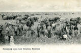 Harvesting scene near Emerson, Manitoba