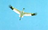 Whooping Crane