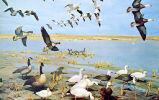 Spring migration of geese (1954)