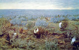Sage Grouse