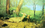 Habitat group
