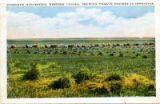 Intensive Harvesting, Western Canada, Showing Twelve Binders in Operation.
