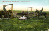 Ranching in the Canadian West. Branding Cattle.
