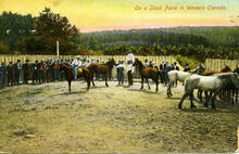 On a Stock Farm in Western Canada