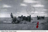 Cutting Wheat, Western Canada