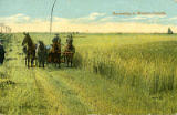 Harvesting in Western Canada.