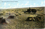 Harvesting Wheat, Western Canada.