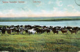 Typical Canadian Scenes Cattle Farm