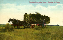 Canadian Harvesting Scene: Cleaning the Fields