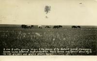 A view of cattle grazing on one of the pieces of the Godart Land Company, Goose Lake District, Saskatchewan.