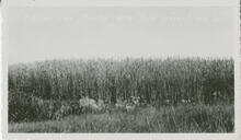 Fogelvik Farm - Preston Wheat Elite Stock - Alask, Sask.