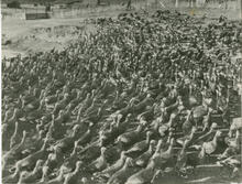 Turkey ranch at Ardenode, 1937