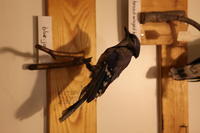 [Various taxidermy animals on display]